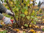 Обрезка старой ветви смородины осенью у основания куста